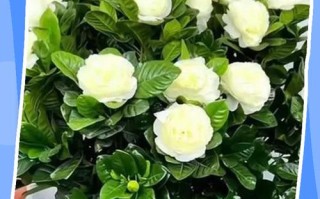 桅子花的冬季养殖方法