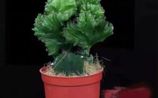 玉麒麟植物品种知多少？