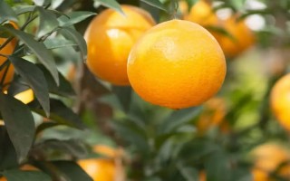 现在有哪些柑桔新品种？