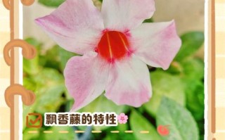 飘香藤何时种？怎么种才开花多？