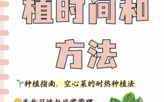 空心菜何时种？怎么种才高产？