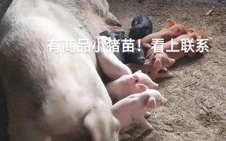 南阳母猪苗价格是多少