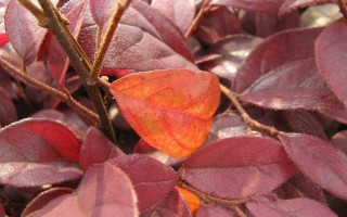 阳台红叶海棠是什么品种？