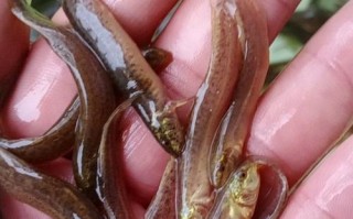 泥鳅苗哪个品种好？