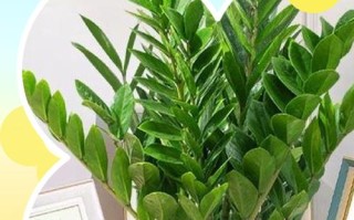 发财树怎么养才能长得好？