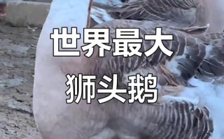 世界最大鹅品种是哪个？