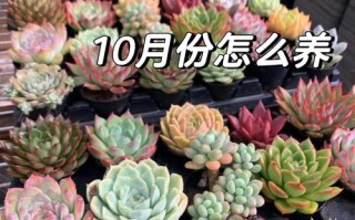 肉肉花怎么养？附图片欣赏技巧