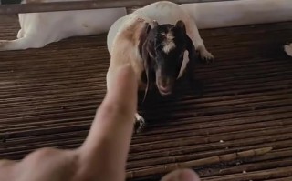 羊中暑的症状及治疗方法