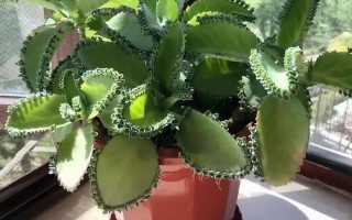 叶仙人掌如何嫁接斑锦品种？