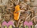 大麦虫最佳饲料是什么