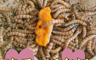 大麦虫最佳饲料是什么