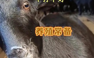 羊肺炎怎么治？有哪些有效方法？