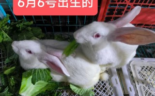 湖南肉兔价格多少