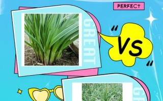 十大韭菜品种怎么选？哪种最好种又高产？