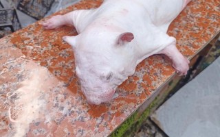 竹鼠哪个品种最适合养殖？