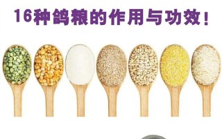 什么品种鸽子营养价值