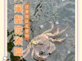 为什么山水不适合养殖大闸蟹