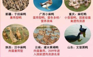 鸭的品种有哪些？附图片大全集