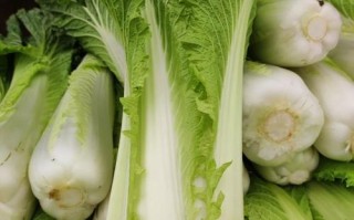 青麻叶大白菜有哪些常见品种？