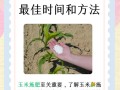金银玉米啥时候种？怎么种才高产？