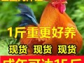 辽宁公红鸡价格是多少