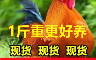 辽宁公红鸡价格是多少