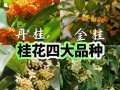哪种桂花品种属于小型？