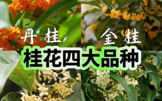 哪种桂花品种属于小型？