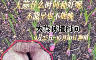 大蒜种植步骤有哪些？