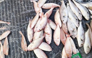 常见海鱼品种有哪些？