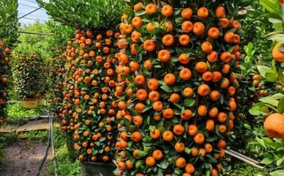 高产桔子品种有哪些？