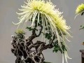 什么品种的菊花最适合做盆景？