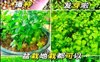 香菜怎么种？最佳种植时间是什么时候？
