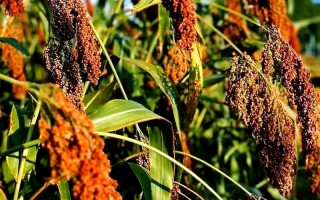 带红粮食是哪些品种？