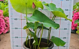 刚买荷花怎么种才能活？