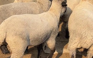 哪种肉羊品种产肉量最高？