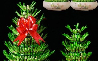 边富贵竹怎么养才好？