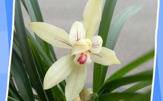 什么兰花品种最香？