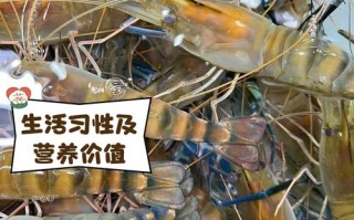 罗氏虾和龙虾能杂交吗？