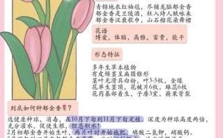 郁金香品种如何分类？有哪些常见品种？