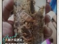 蝎子泡酒前需如何处理？