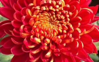 红菊花有哪些常见品种？