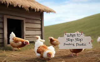 小山鸡什么时间断饲料