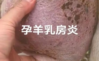 羊乳房炎怎么治？方法有哪些？