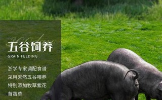 四川黑猪品种哪个最好用？