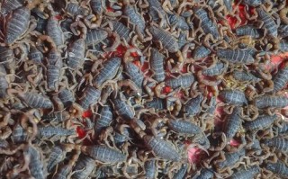 河北蝎子品种是什么？