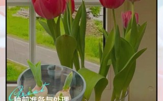 水培郁金香怎么养？步骤和技巧有哪些？