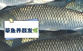 水产养殖学学什么草鱼？