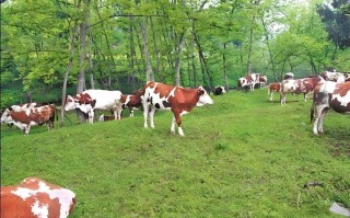 山区适合养殖哪些品种牛？