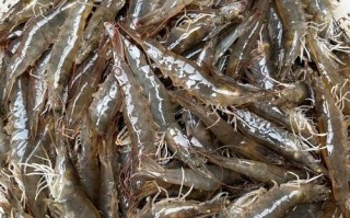 中国进口白对虾有哪几种品种？
